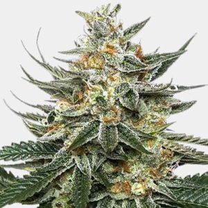 Tangie Photo Reg-0
