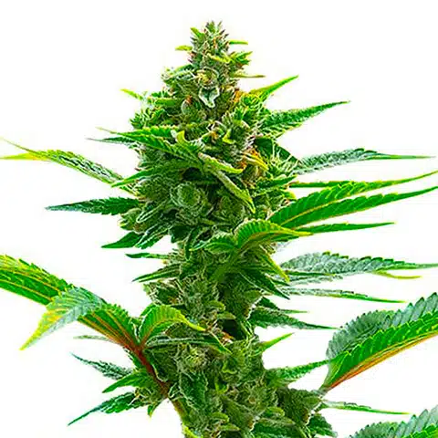 Toad Feminized Seeds