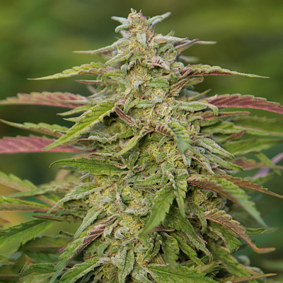 Trainwreck Auto Fem-0