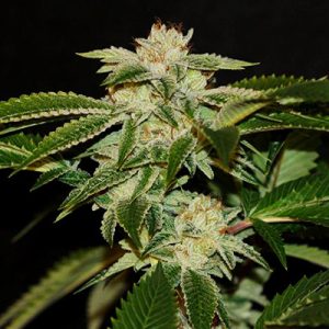 Triangle Kush Auto Fem-0