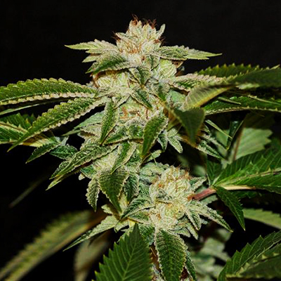 Triangle Kush Auto Fem-0