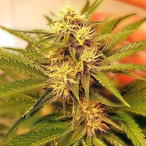 Triangle Kush Photo Fem-0