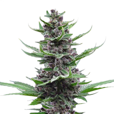 Tropical Cookies Auto Fem-0