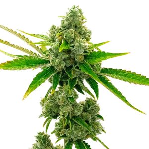 True OG Photo Fem-0