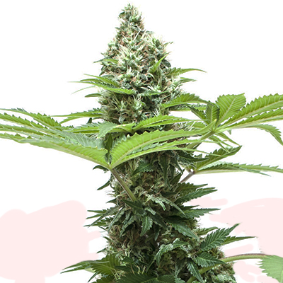 Two Kubans Photo Fem-0