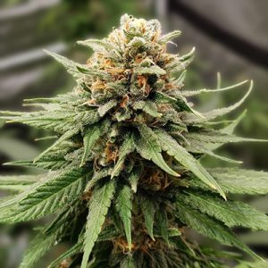 UK Cheese Auto Fem-0