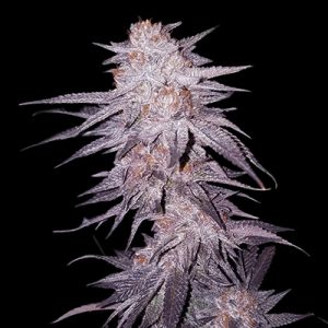 Ultra Violet OG Photo Fem-0