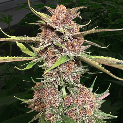 Velvet Lushers Photo Fem-0