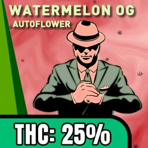 Watermelon OG Auto Fem-1559