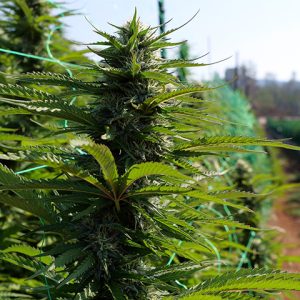 Watermelon OG Auto Fem-1558