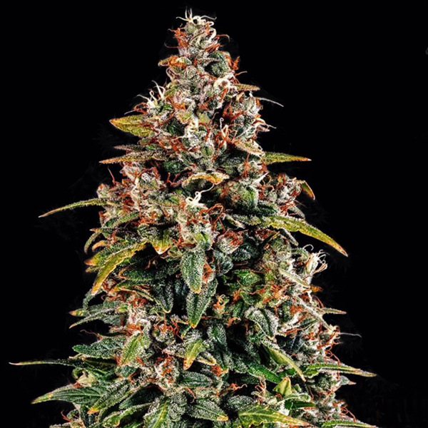 Watermelon Zkittlez Auto Fem-1656