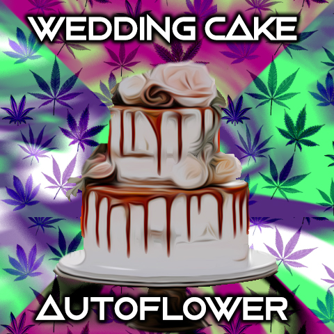 Wedding Cake Auto Fem-4112