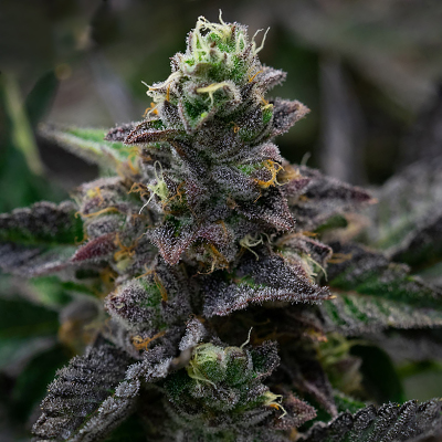 Wedding Cake Photo Reg-0