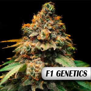Wedding Crasher F1 Photo Fem-0