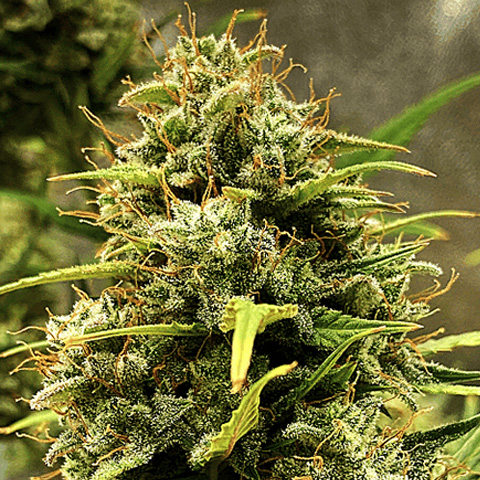 Wedding Do Si Dos Photo Fem-0