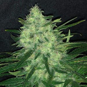 Wedding Fruit Cake Photo Fem-2170