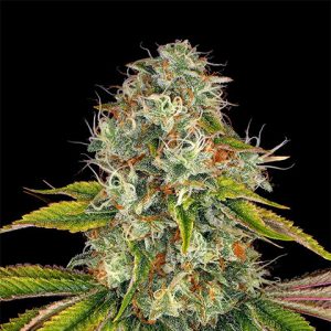 Wedding Fruit Cake Photo Fem-0