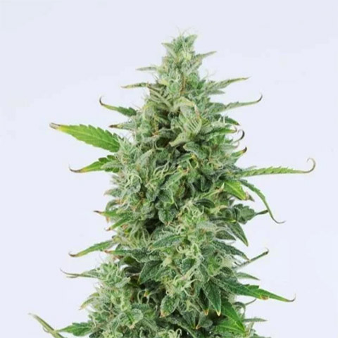 OG Kush Auto Fem-3202