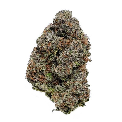 Purple Gelato Photo Fem-0