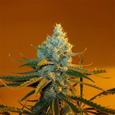 Super Lemon Haze Photo Fem-0