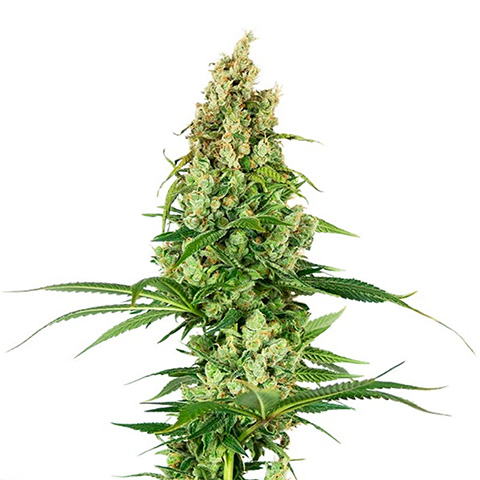 White Fire OG Photo Fem-0