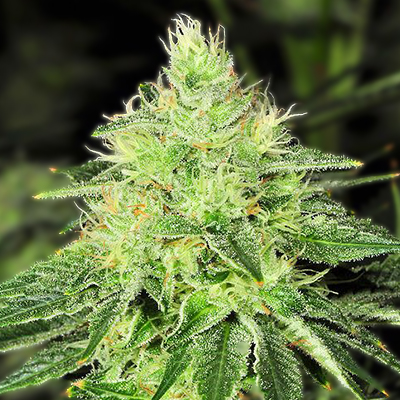 White OG Kush Photo Fem-0