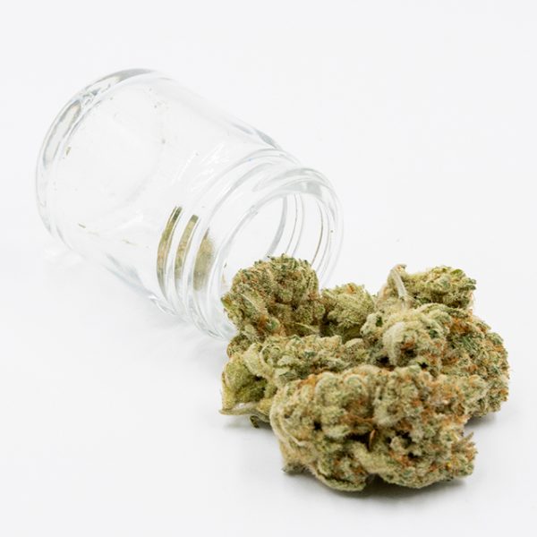 White Rhino Photo Fem-3721