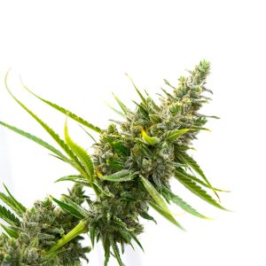 White Rhino Photo Fem-0