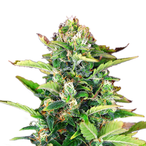 White Russian Fast Photo Fem-0