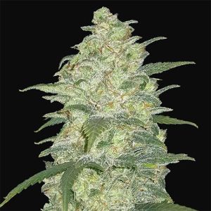 White Widow Auto Fem-3011