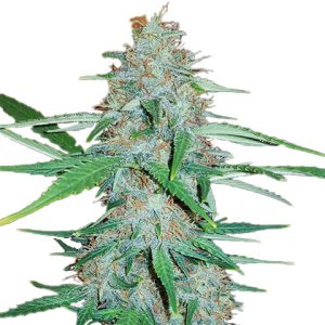 White Widow Fast Photo Fem-0