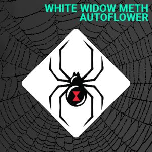 White Widow Meth Auto Fem-4019