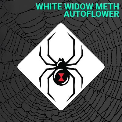 White Widow Meth Auto Fem-4019