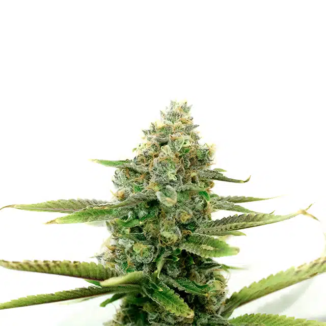 White Widow Photo Fem