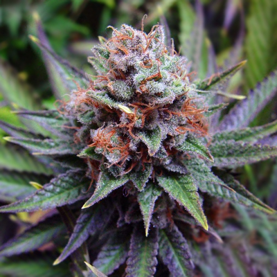 White Widow Photo Reg-0