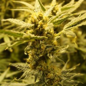 Widow Herer Photo Fem-2072