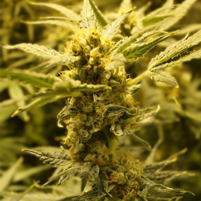 Widow Herer Photo Fem-2072