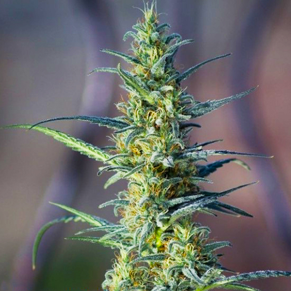 Widow Herer Photo Fem-0