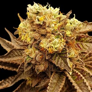 Wifi Do Si Dos Photo Fem-2363