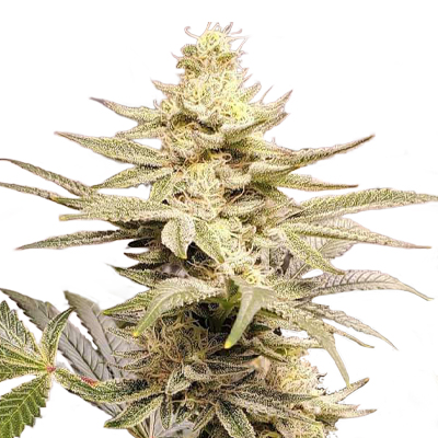 Wifi OG Photo Fem-0