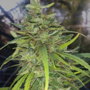 Willie Nelson Photo Fem-0