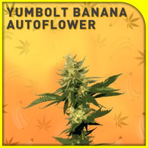 Yumbolt Banana Auto Fem-1596