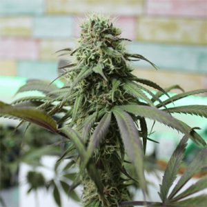 Yumbolt Banana Auto Fem-0