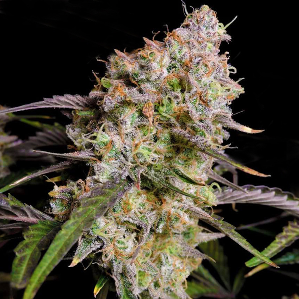 Zkitllez Primate Auto Fem-0