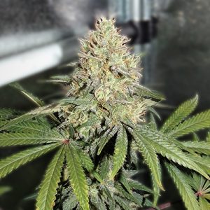 Zkittlez Fast Photo Fem-0