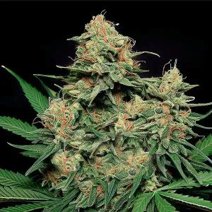 Zkittlez Tangie Power Auto Fem-0