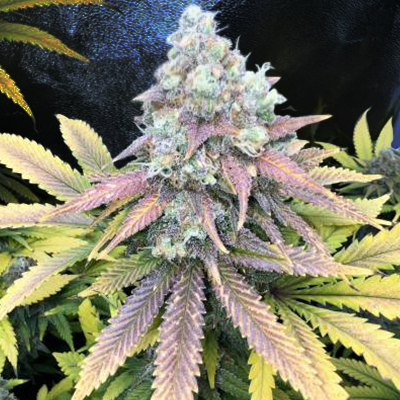 Zombie Death Fuck Photo Fem-0