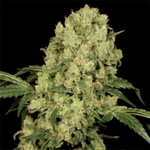 AK47 Photo Fem-2799