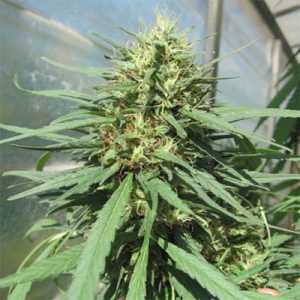 Chocolate Thai Auto Fem-3582