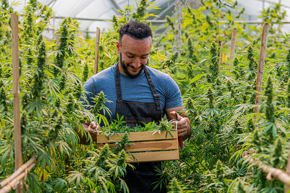 Is Your Marijuana Ready for Harvest